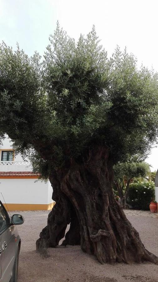 Monte Dos Aroeirais Holiday home